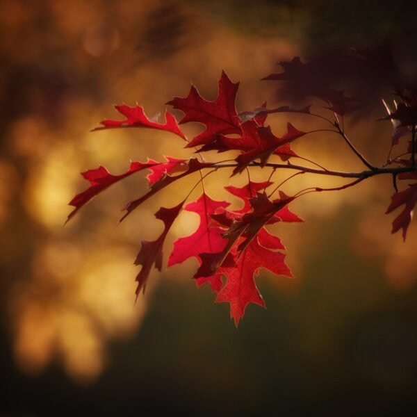 autumn 2895335 1280
