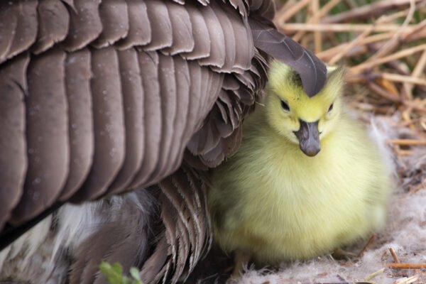 Gosling with it's Mother