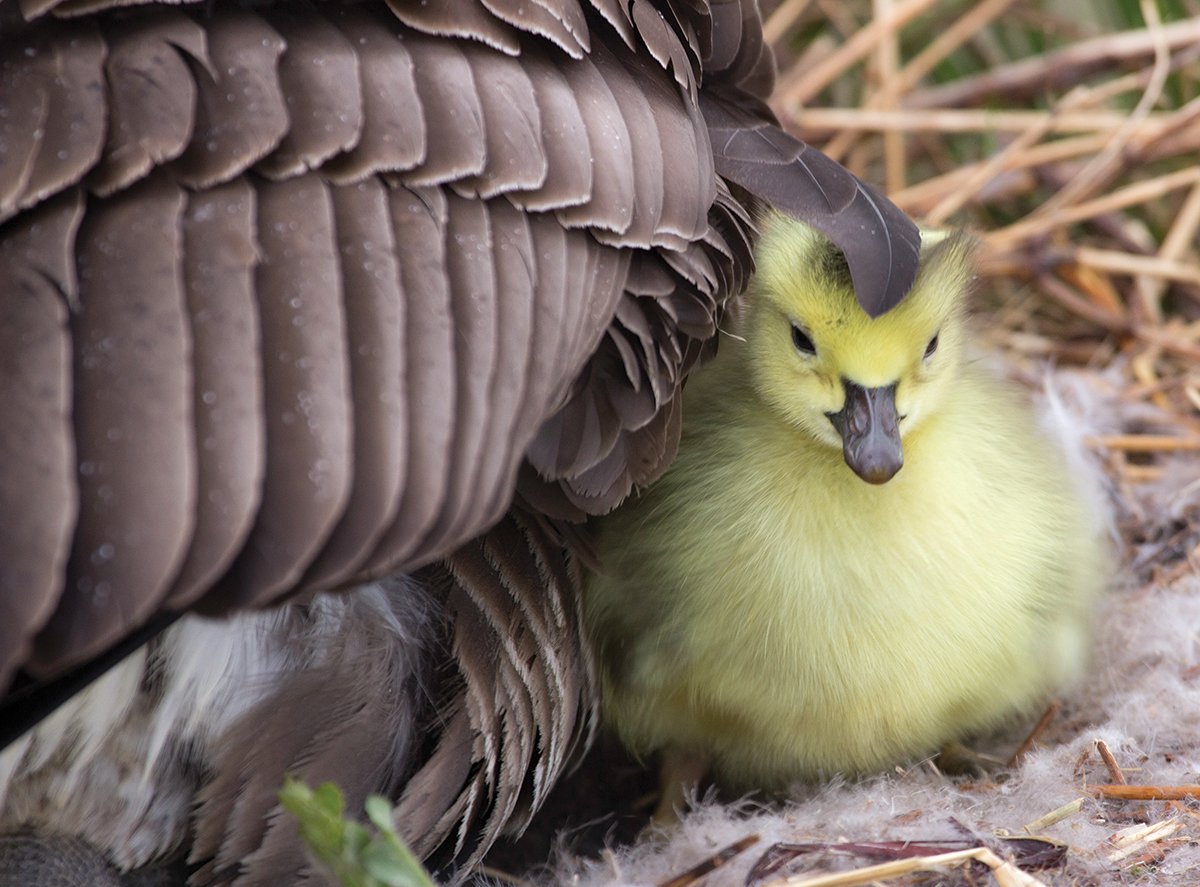 Gosling with it's Mother