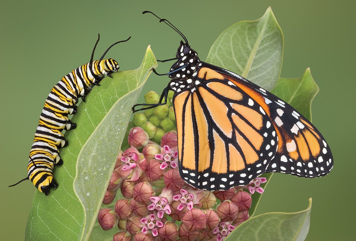 Monarch and caterpillar on milkweed plant