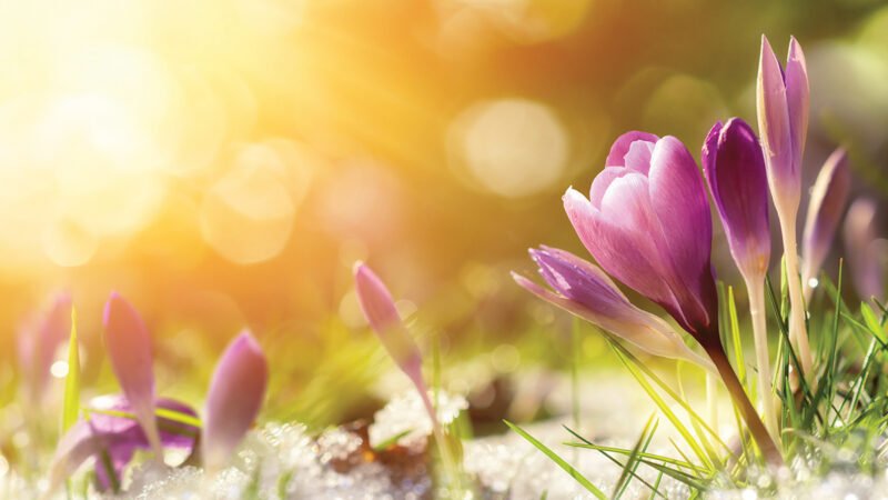 Crocus flowers in snow awakening in warm sunlight