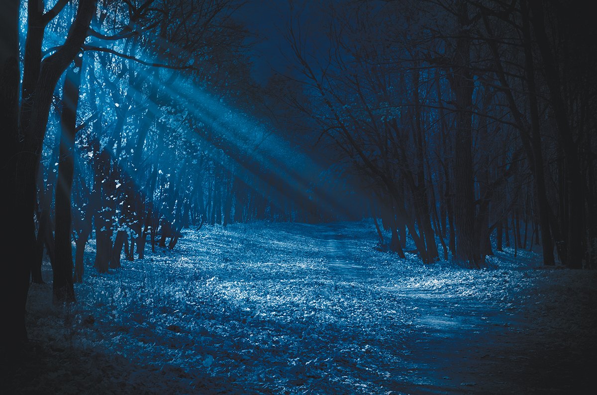 Night forest