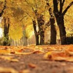 Autumnal Notes