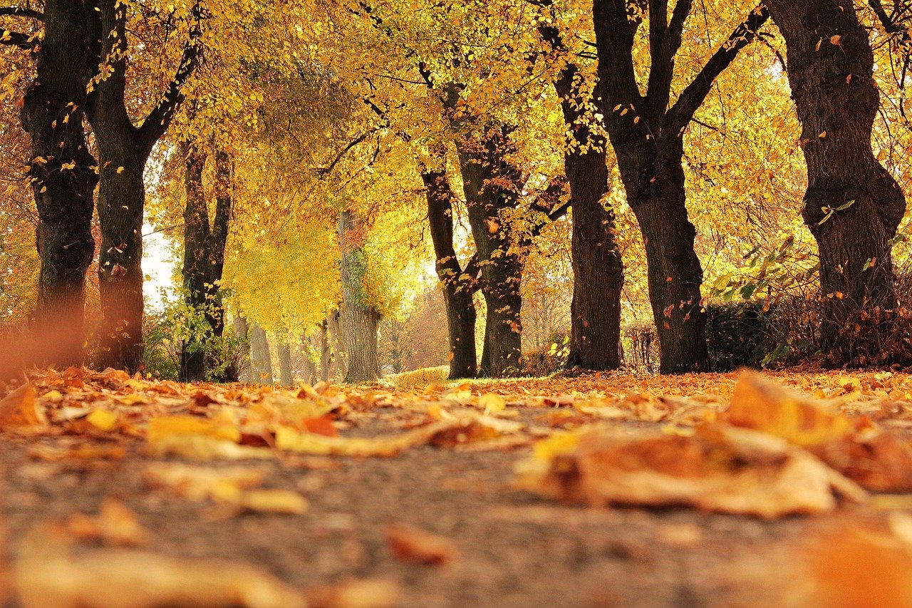 trees 1789120 1280