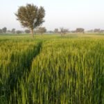 Don’t Doubt Thomas